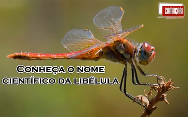 VOCÊ SABE QUAL É O NOME CIENTÍFICO DA LIBÉLULA ?