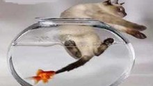 Gatos Em Falhanços e Tristes Figuras