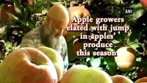 Apple growers elated with jump in apples' produce this season