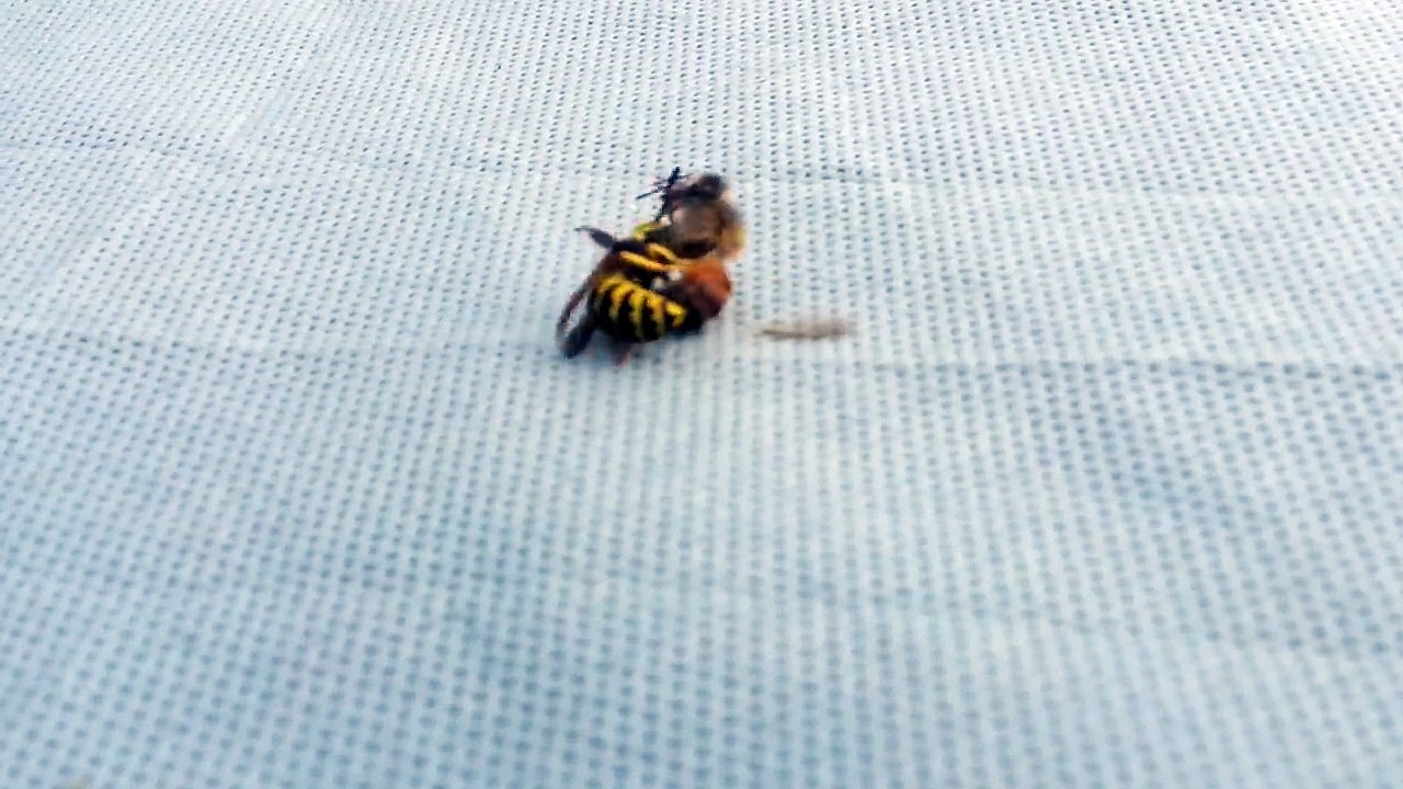 Une guêpe découpe une abeille en deux pour la donner à manger à ses larves !