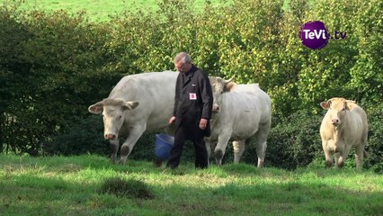 Un manager pour supers bovins