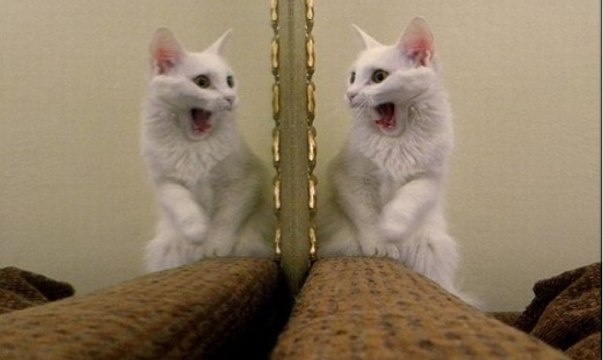 Gatos Vs Espelhos