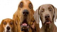 Cenas Com Cães Apanhando Sustos