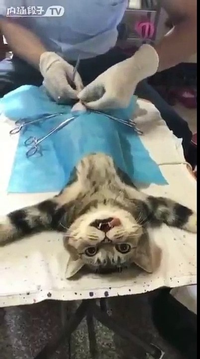 Quand Un Chat Decouvre Qu Il S Est Fait Castrer Video Dailymotion