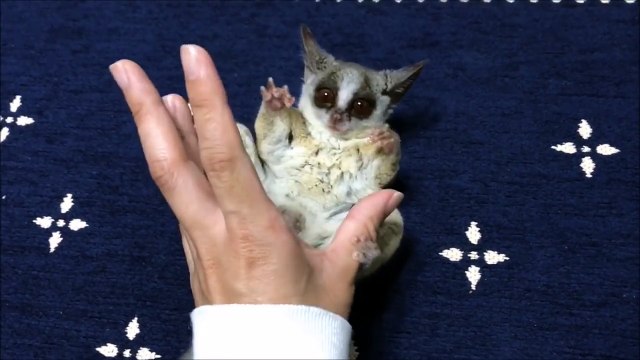 Un galago fait des abdos