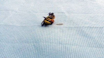 Une guêpe découpe une abeille en deux