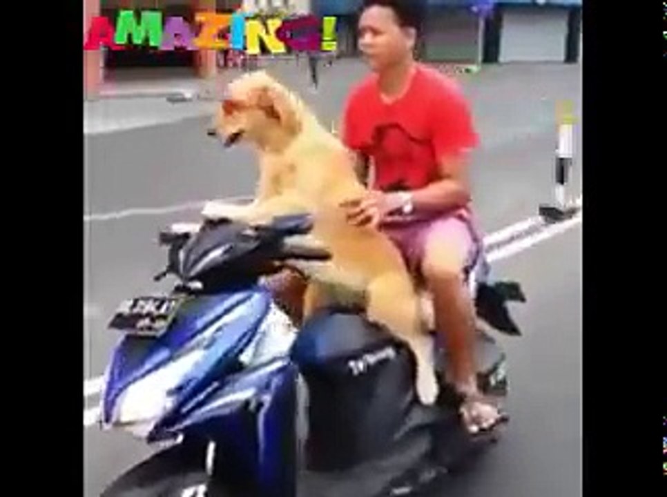 amazing videos of the world
