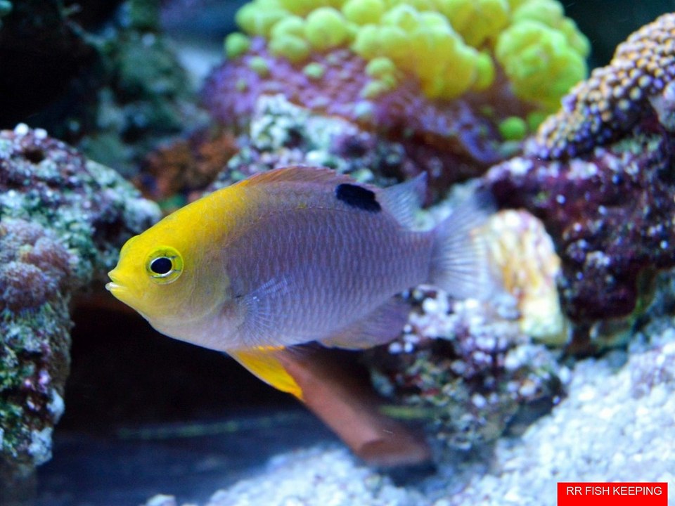 Top10 Best Saltwater Aquarium Fish For Beginners