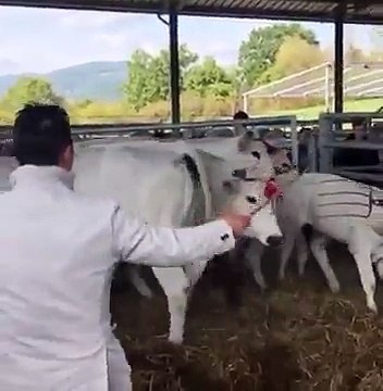 Patada voladora a lo Bruce Lee de esta vaquilla a su dueño