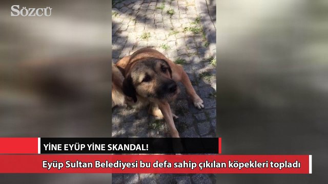 Eyüp Sultan Belediyesi bu defa sahip çıkılan köpekleri topladı