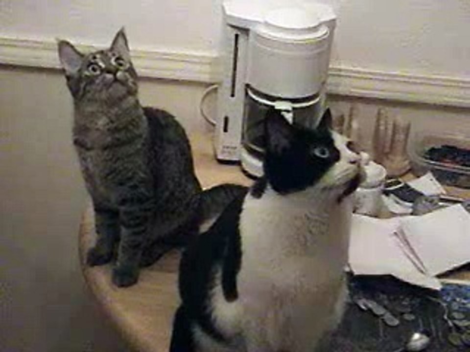 reflex test of two kittens