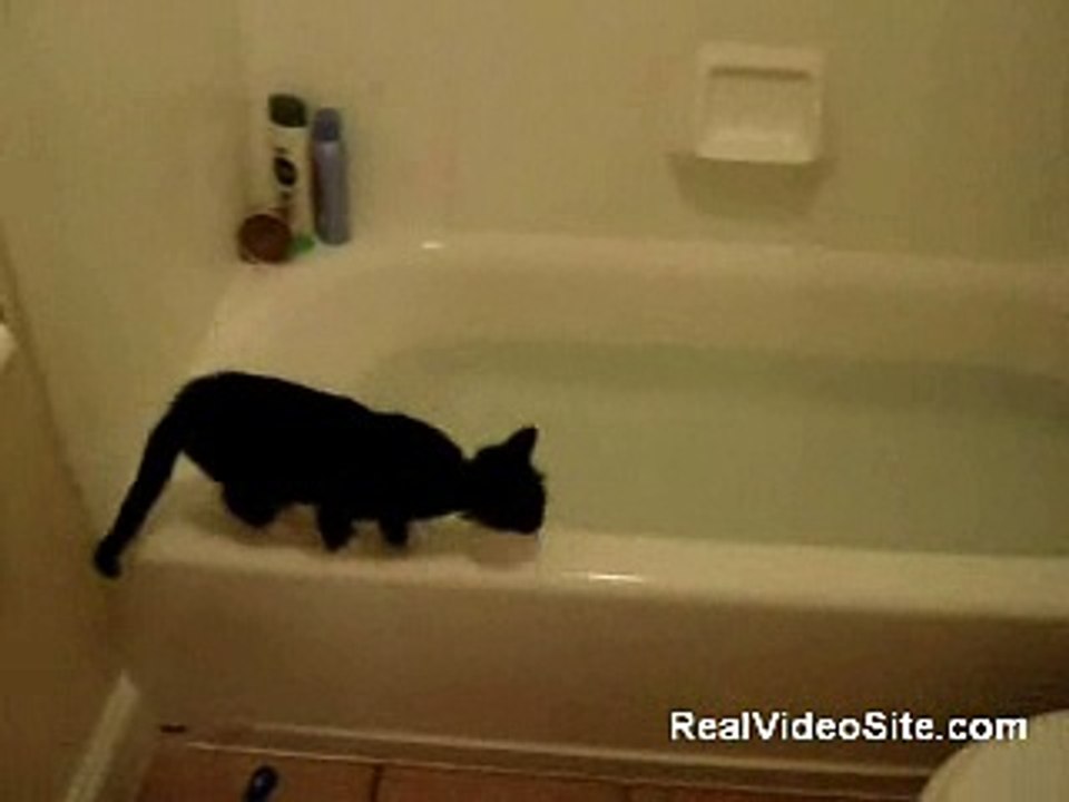Kitty curiosity