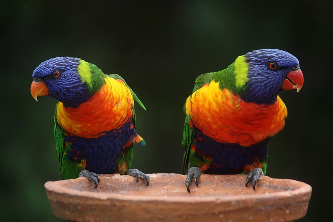 El Lorito Arcoiris