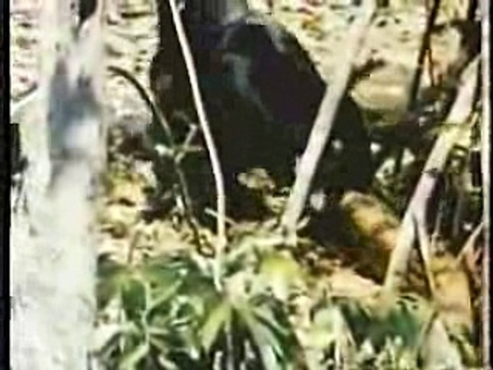 jaguar vs anaconda