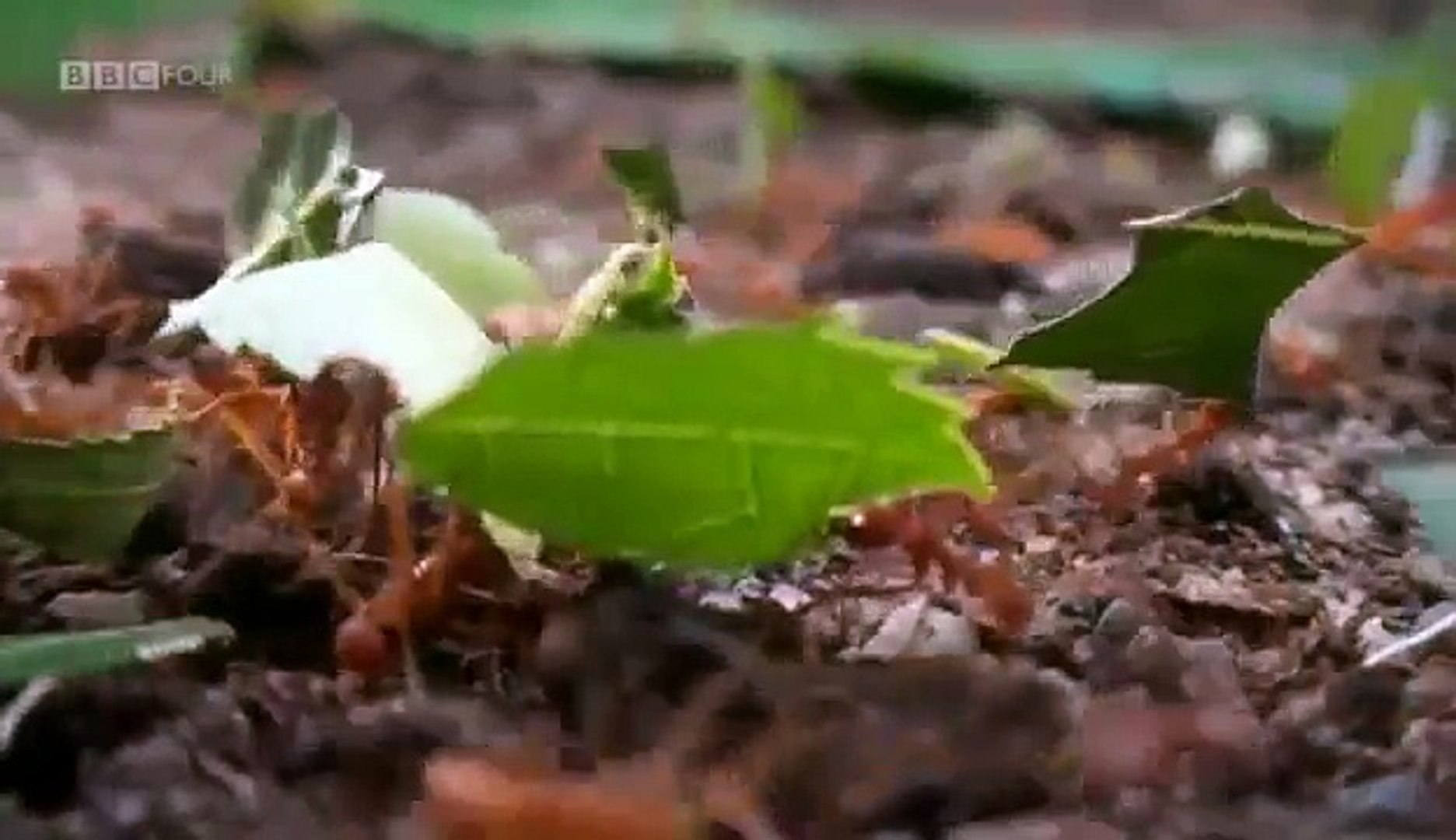 Documentary Ant Planet Ant Life Inside The Colony