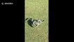 Snake swallows 2ft long iguana on golf course