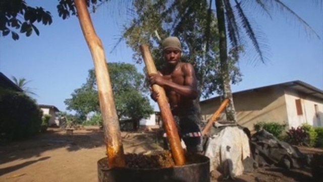 Aceite de palma, fuente de empleo para comunidades marfileñas