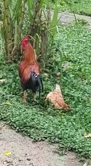 Galinha com "dor de cabeça"!