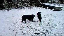 Im Schnee spielen