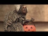 Zoo Animals Get Ready for Halloween With Gross Treats