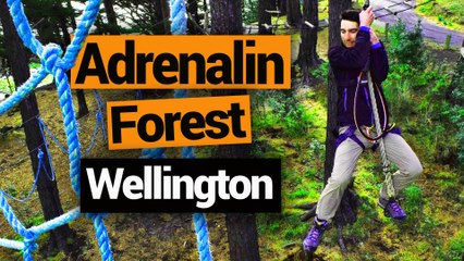 Adrenalin Forest in Wellington - New Zealand's Biggest Gap Year – Backpacker Guide New Zealand