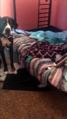 Great Dane Trapped In Room by Tiny iPad Charging Cord