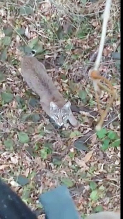 Un Chasseur rencontre un Lynx