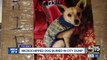 Valley rescue group outraged after no call about microchipped dog