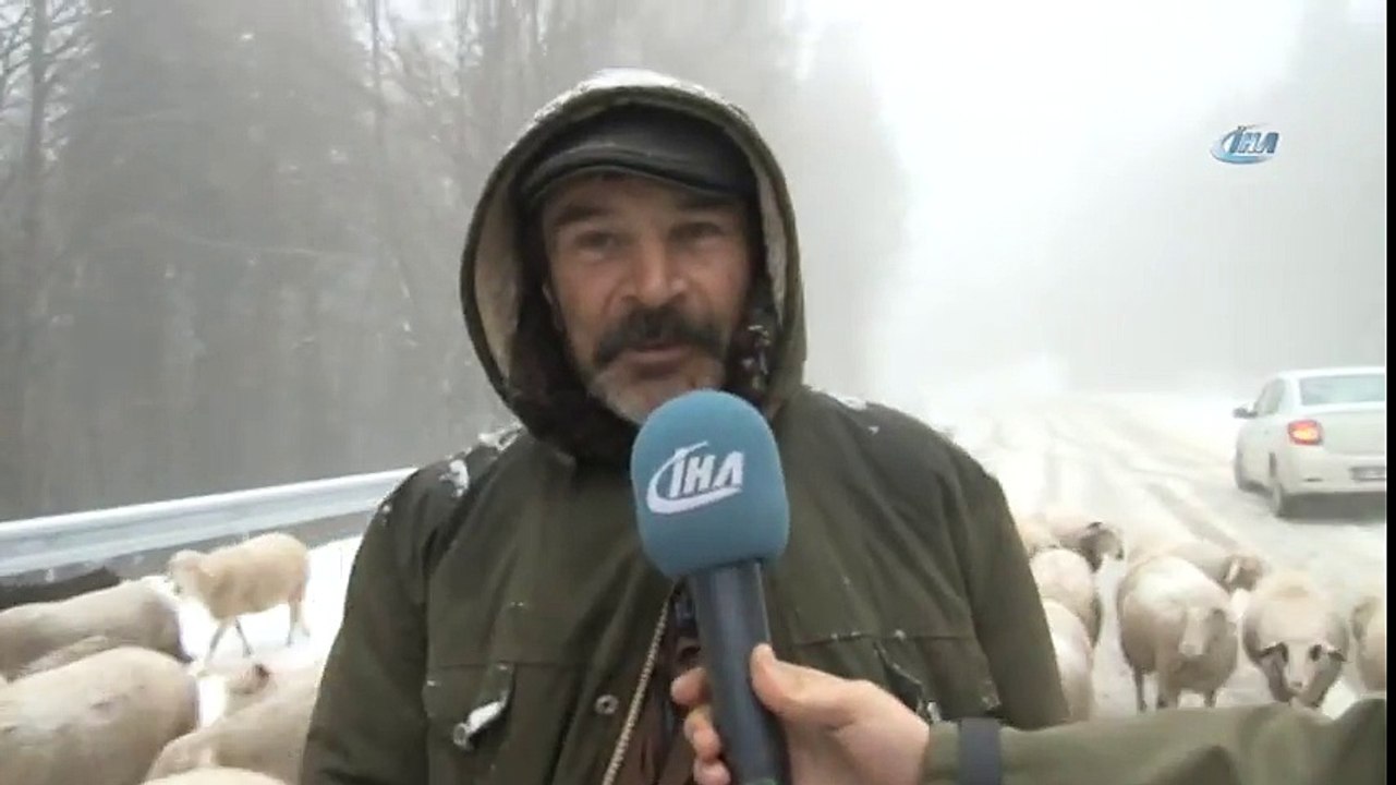 Göç Yolunu Şaşıran Koyunlar Kara Yolunu Tercih Etti