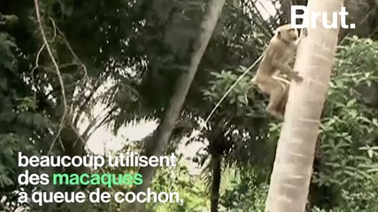 La face cachée de l'industrie de la noix de coco
