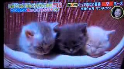 どうぶつピース　マンチカン (1)