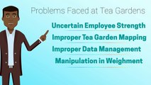 Tea Garden Solution - A Biometric Solution by Star Link