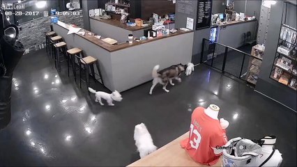 Husky Attacks Poodle