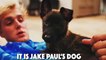 CAN YOU GUESS THE YOUTUBER BY THEIR PET (ft. Logan Paul, Alissa Violet, Jake Paul, Faze Banks
