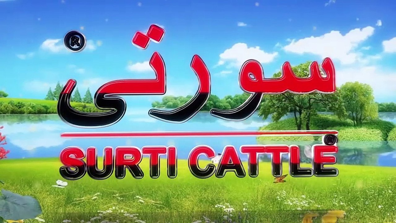 Shahzada Bhagnari I Surti Cattle Farm I Perfect Height & Taller I Cattle Farming I Parrot Studio