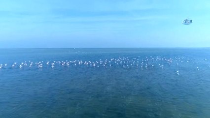 Flamingolar Türkiye'yi Sevdi...su Üstünde Koşan Flamingolar Havadan Görüntülendi