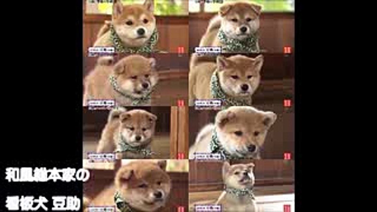 豆助にキュン！和風総本家の看板犬豆助が可愛い