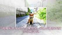 「これぞ柴犬」豆助、この秋２０代目がお披露目：朝日新聞デジタル