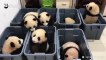 Cette vidéo de bébés pandas trop drôle fait le tour des réseaux sociaux