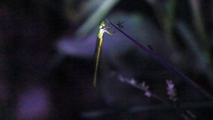 Dragon fly sleeping in night