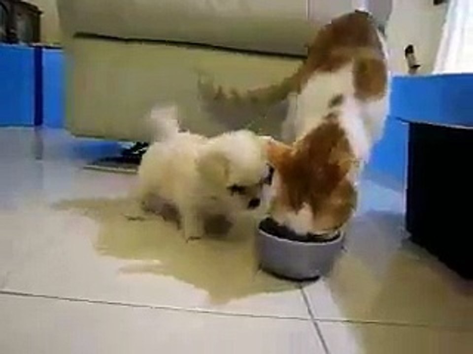 funny puppy playing with cat