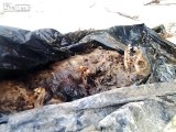 Plum Island Experiment? Dead Mystery Animal Washes Ashore Long Island, NY Beach