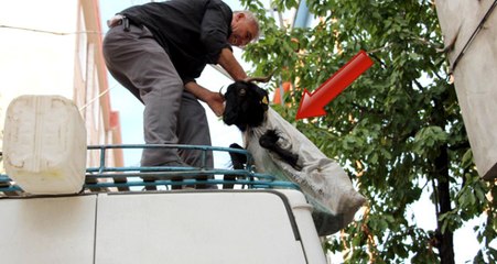 Keçileri Kaçırtan Yolculuk...Minibüs Üstündeki Keçinin Zorlu Yolculuğu Kamerada
