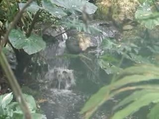 Beauval Cascade et sons oiseaux serre tropicale 071111