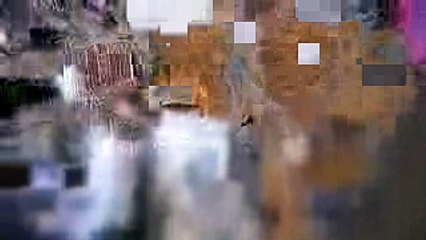 ネコ ダラケの家