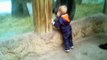 Un gamin et un jeune gorille jouent à cache-cache dans un zoo... Trop mignon