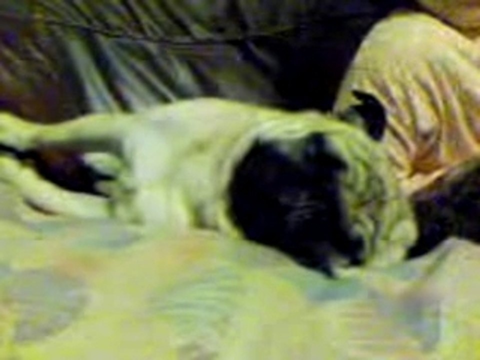 c'est dur la vie de chien