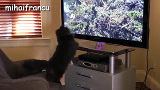 Funny Cats - A Funny Cat Videos Compilation 2015