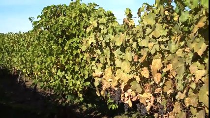 Grape Powdery Mildew in Pinot Noir Vines