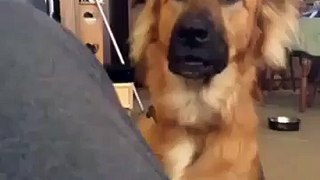 Vine  Over dramatic dog throwing a fit